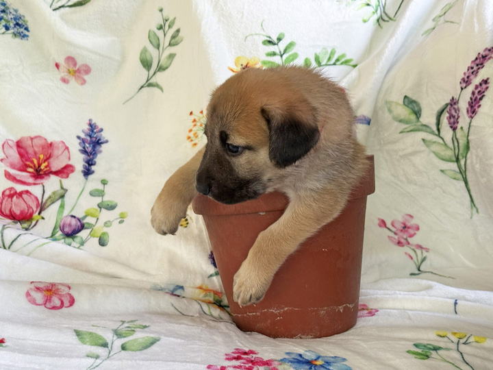 chinook puppy